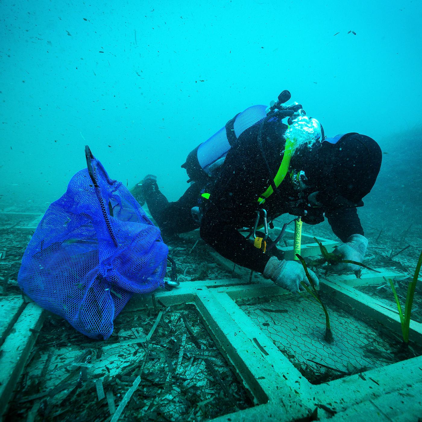 Posidonia Oceanica 1