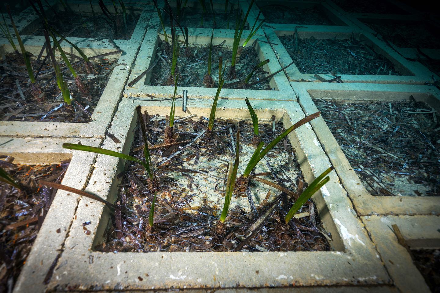 Posidonia Oceanica 3