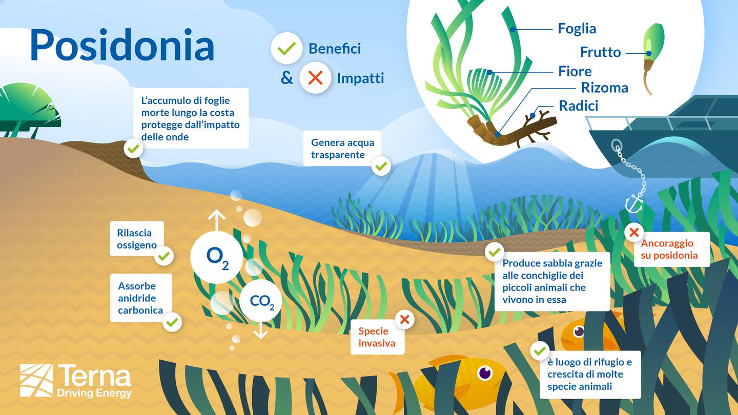 Posidonia Oceanica grafica 2